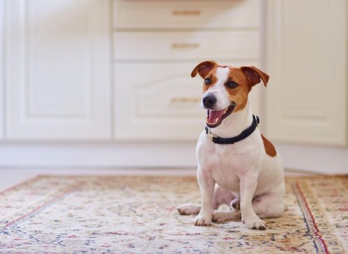 Not Velcro Dogs 2022: Here are the 10 least clingy breeds of adorable dog that won't stick to you like glue - including the Jack Russell 🐶