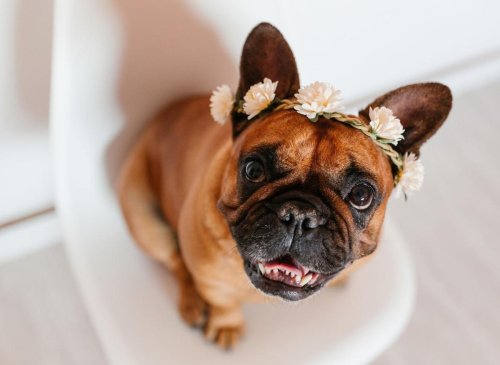 Top French Bulldogs Bulldog Names: These are the 10 most popular puppy names in the world for the adorable French Bulldog 🐕