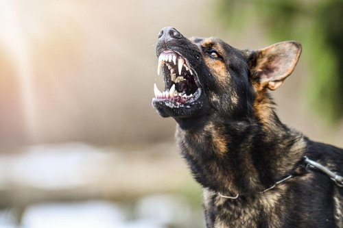 Most Aggressive Dogs: Here are the 10 breeds of adorable dog likely to show signs of aggression - including the German Shepherd 🐶