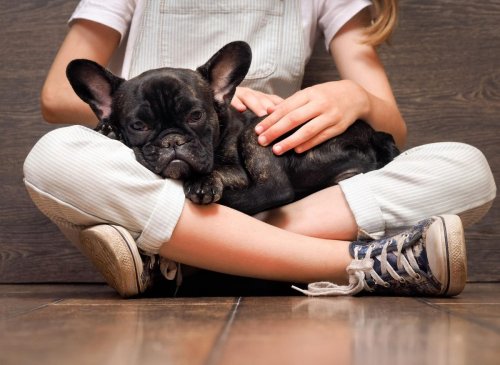 These are the 10 breeds of adorable pup that make the best lapdogs - from the Pug to the Bichon Frise