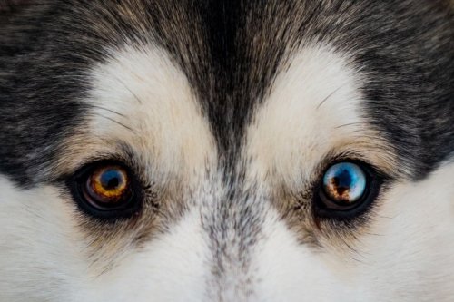 dog-eye-infections-here-are-the-10-breeds-of-adorable-dog-prone-to-eye