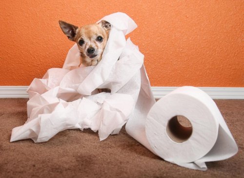 Dog Toilet Training: Here are the 10 easiest and hardest breeds of adorable dog to housebreak - from Dachshund to Labrador Retriever 🐕