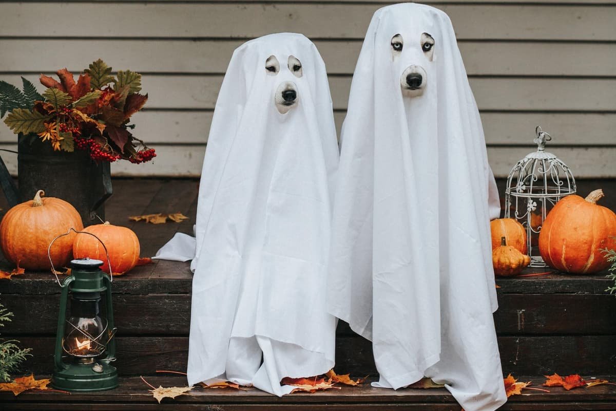 Dog Halloween Costumes 2024 16 fun ideas for your adorable dog this