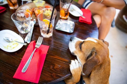 Pub Dogs: 10 breeds of adorable dog who will be welcome at your local - including loving Labrador Retriever 🐕