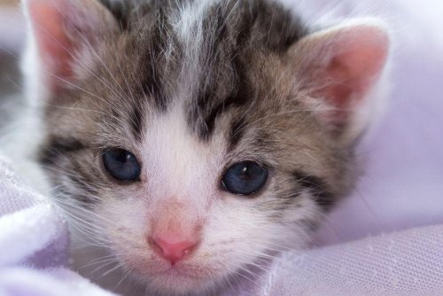 World's Smallest Cats 2023: Here are 10 of the most tiny breeds of cute cat that look like kittens even in adulthood - including the gorgeous Devon Rex