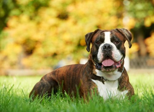 Boxer Facts: These are 10 fun dog facts you need to know about the loving Boxer dog 🐶