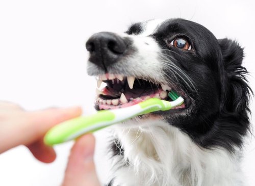 11 top tips to keep your adorable dog's teeth, gums and dental health in top condition according to experts