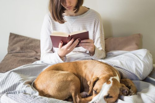 Dogs For Introverts: Here are the 10 best breeds of adorable pedigree dog perfect for shy people - including the loving Cavalier King Charles 🐕