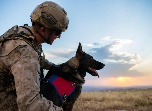 Hero Dogs: Here are the 10 breeds of adorable dog that make the best military dogs - including the loving Labrador Retriever 🐶