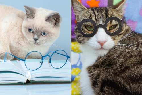 Cat Intelligence: What are the most intelligent cat breeds in the world ...