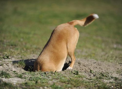 Dogs That Dig: Here are the 10 breeds of adorable dog that love to dig ...