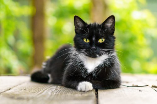 Cat cafes should be 'phased out', as charities raise concerns over 'aggression and behavioural issues'