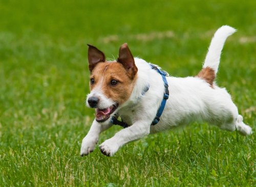 10 fastest and slowest breeds of dog - from the speedy Greyhound to the sluggish Bassett Hound