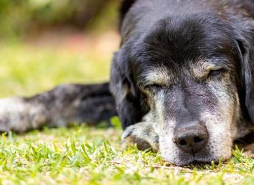 Dogs WIth Long Lives: Here are the 10 breeds of adorable dog with the longest average lifespans - including the loving Chihuahua 🐕