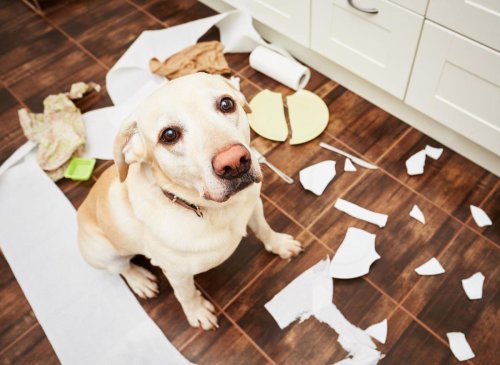 Most Naughty Dogs: These are 10 most mischievous breeds of adorable dog - including the loving Labrador Retriever 🐕
