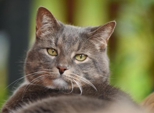 Coolest Cat Names 2023: Here are 10 of the best names for beautiful boy cat breeds