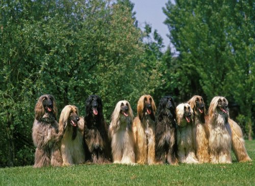 10 fun and fascinating dog facts about the elegant Afghan Hound breed of dog