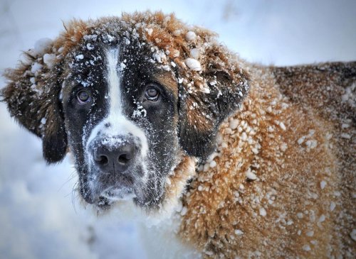 Cold Weather Dogs: These are the 10 breeds of adorable dog that cope best with chilly temperatures - including the loving Husky 🐕