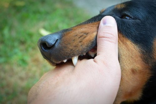 Biting Dogs 2024: Here are the 10 breeds of dog most likely to bite, nip and snap - including the Jack Russell 🐶
