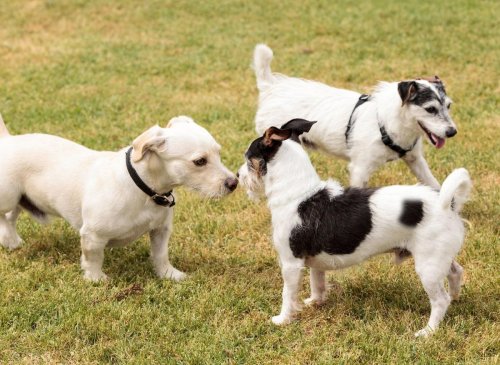 Here are the 10 most popular breeds of loving Terrier dog in the UK - including the stunning Staffie