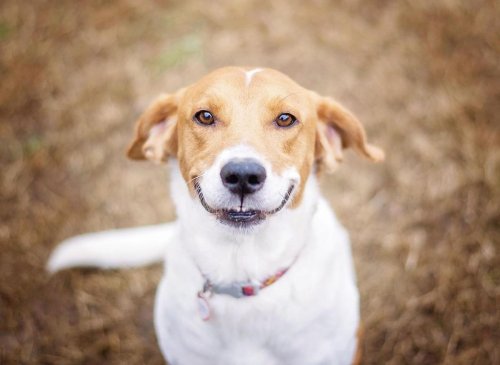 Cheery Dogs: These are the 10 most happy breeds of adorable dog sure to bring joy to your home - including the loving Labrador 🐕