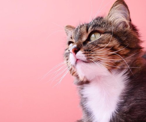 Which cat breeds are the loudest: 10 of the most vocal and talkative breeds of beautiful cat in 2023