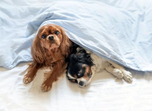 Good Bed Dogs: These are the 10 best breeds of adorable dog to share a bed with - including the loving Yorkshire Terrier 🐶