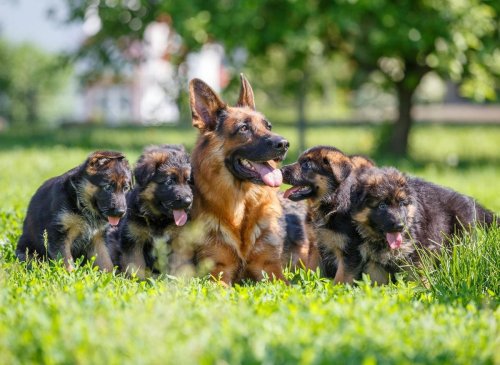Top German Shepherd Facts: Here are 10 fun dog facts you might not know about the adorable German Shepherd 🐕