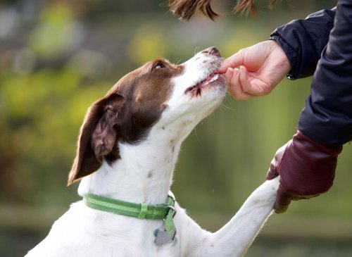 10 best healthy treats for training your adorable puppy to follow commands