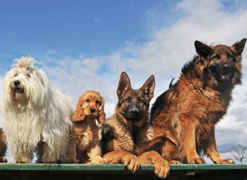 Big Dogs: The world's 10 largest breeds of adorable dog - including the loving Irish Wolfhound 🐶