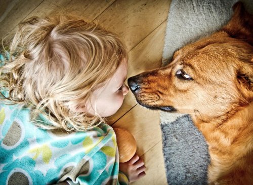 These are the 10 best breeds of loving dog for families with young children - including the adorable Labrador Retriever