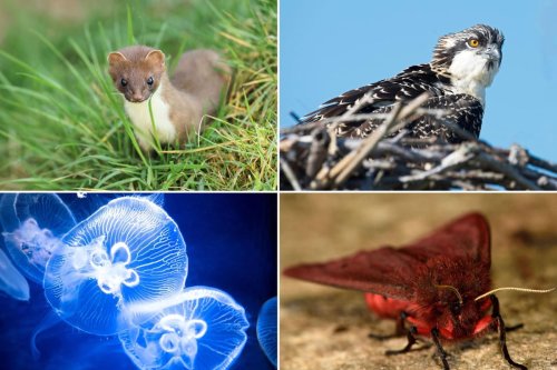 10 pieces of amazing Scottish wildlife to look out for in the month of July