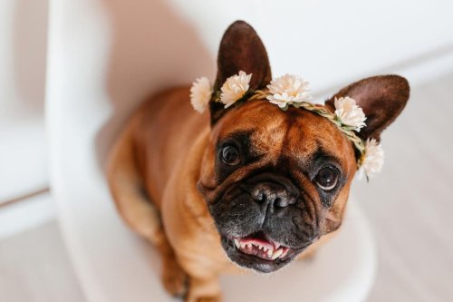 french-bulldog-dog-names-here-are-the-10-most-popular-puppy-names-for