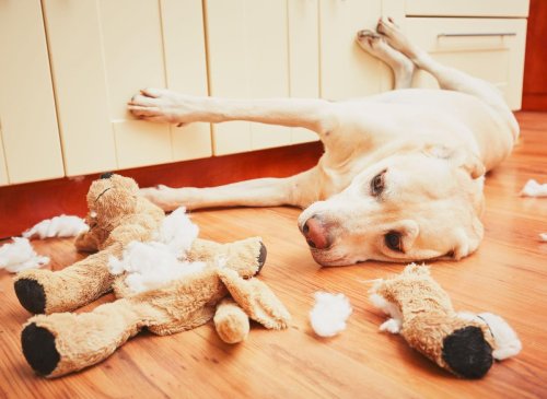 Common Canine Crimes: Here are the 10 most common bits of bad behaviour committed by adorable dogs when left alone 🐶