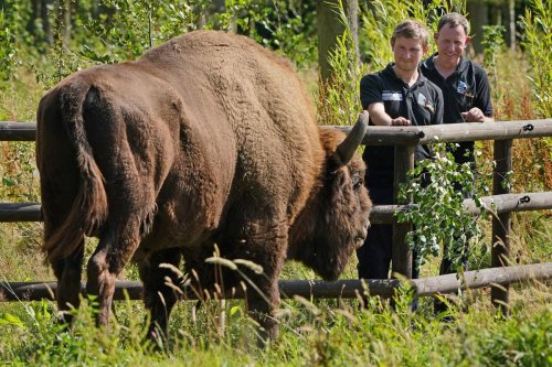 Why the reintroduction of bisons to the UK will turbo-charge the restoration of nature – Philip Lymbery