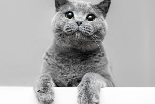 Cat Life Span: 10 breeds of cute cat that live long lives - including the Egyptian Mau