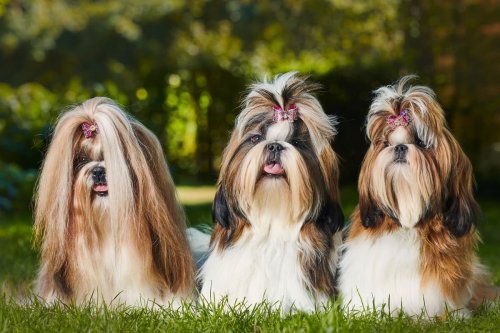 Shih Tzu Facts: These are 10 of the most interesting things to know about the adorable pedigree Shih Tzu 🐕