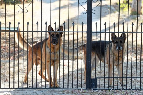 guard-dog-breeds-these-are-the-10-worst-and-best-breeds-of-pedigree-dog-to-protect-your-home