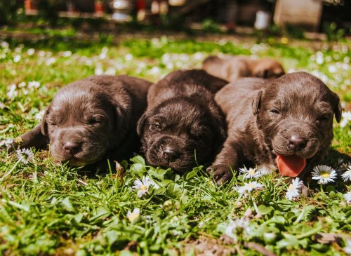 Dog Names Scotland 2022: Here are the 10 most popular female puppy names for Scottish dogs 🐶