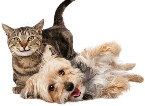 Cats and dogs that mix well: 9 clingy cat breeds that mix well with dogs