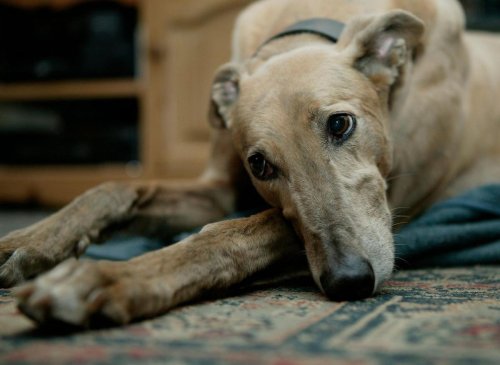 Greyhound Names: Here are the 10 most popular puppy names for the loving Greyhound 🐶