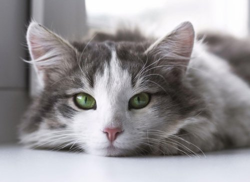 Best names for female cat: These are the 10 most popular names for cute cuddly girl cats