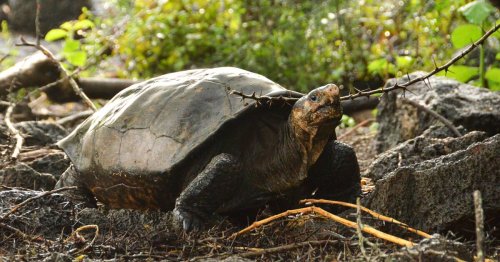 Giant Tortoise Believed Extinct for 100 Years Found Alive in Galápagos