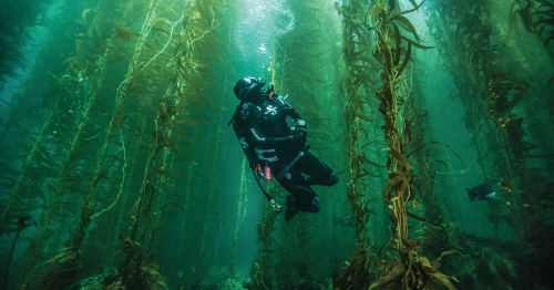 A Rugged Dive Adventure Through Channel Islands National Park