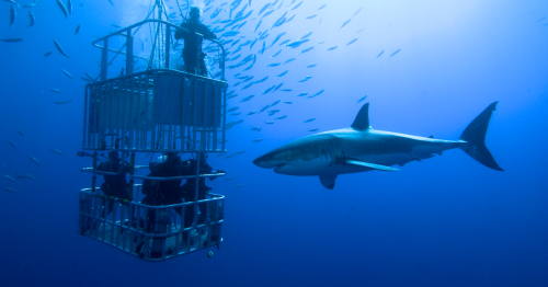 Shark-Diving Hot Spot Isla Guadalupe Permanently Closed