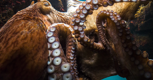 How Intelligent Are Octopuses? Your Octopus Questions, Answered ...