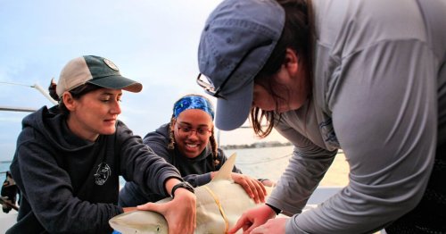 Minorities in Shark Sciences Makes Marine Biology and Conservation Accessible to All