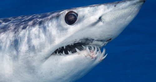 Cabo’s Other Wild Side: Swimming with Blue and Mako Sharks