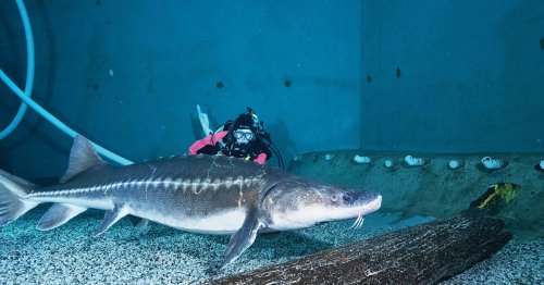 What It’s Like to Be an Aquarium Dive Safety Officer