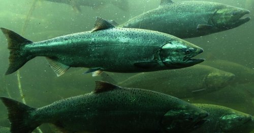 To save WA salmon, choose science, not silver bullets